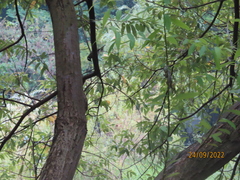 Pycnonotus sinensis formosae