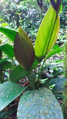 Calathea