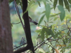 Pycnonotus sinensis formosae