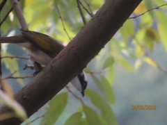 Pycnonotus sinensis formosae