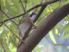 Pycnonotus sinensis formosae