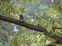 Pycnonotus sinensis formosae