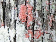 Herpothallon rubrocinctum