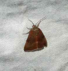 Micrathetis triplex