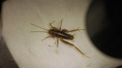 Ceuthophilus californianus