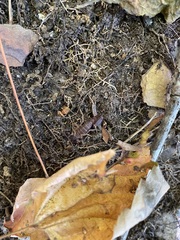 Vaejovis carolinianus