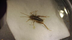 Ceuthophilus californianus