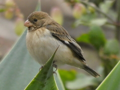 Sporophila telasco