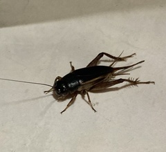 Gryllus