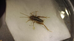 Ceuthophilus californianus