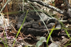 Crotalus pricei