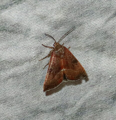 Micrathetis triplex