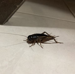 Gryllus