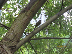 Pycnonotus sinensis formosae