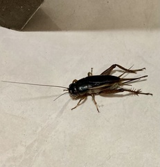 Gryllus