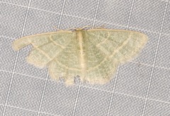 Chlorochlamys chloroleucaria