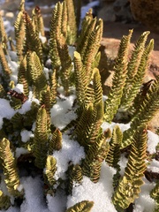 Polystichum lemmonii