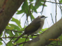 Pycnonotus sinensis formosae