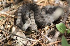 Crotalus pricei