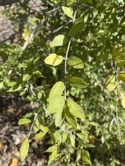 Forestiera pubescens