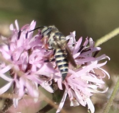 Coelioxys octodentatus