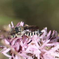 Coelioxys octodentatus