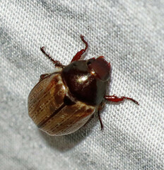 Anomala flavipennis
