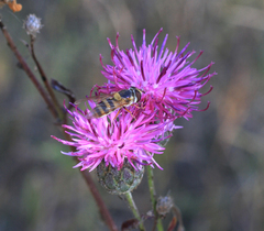 Epistrophe grossulariae