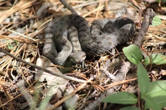 Crotalus pricei