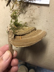 Ganoderma applanatum