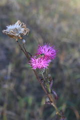 Epistrophe grossulariae