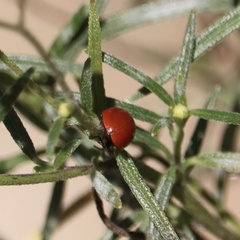 Cycloneda sanguinea
