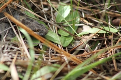 Crotalus pricei