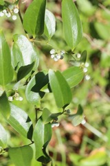 Smilax laurifolia