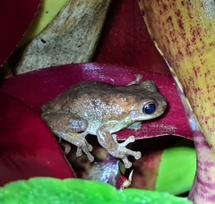 Litoria dentata