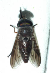 Tabanus antarcticus