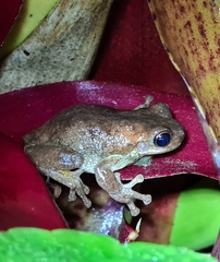 Litoria dentata