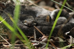 Crotalus pricei