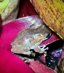 Litoria dentata