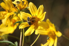Megachilini