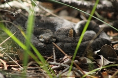 Crotalus pricei