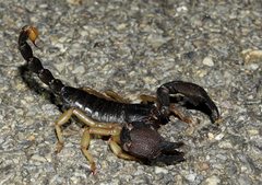 Scorpionoidea