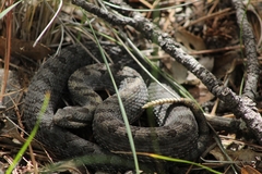 Crotalus pricei