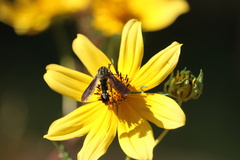 Lepidophora lepidocera