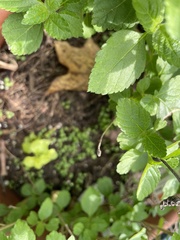 Cardamine occulta