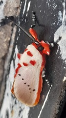 Trosia nigropunctigera