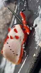 Trosia nigropunctigera