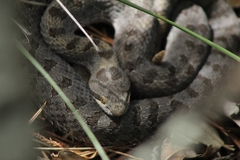 Crotalus pricei