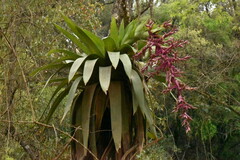 Tillandsia australis