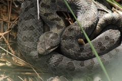 Crotalus pricei